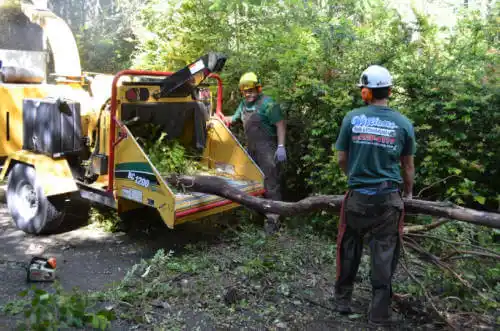 tree services Shelby